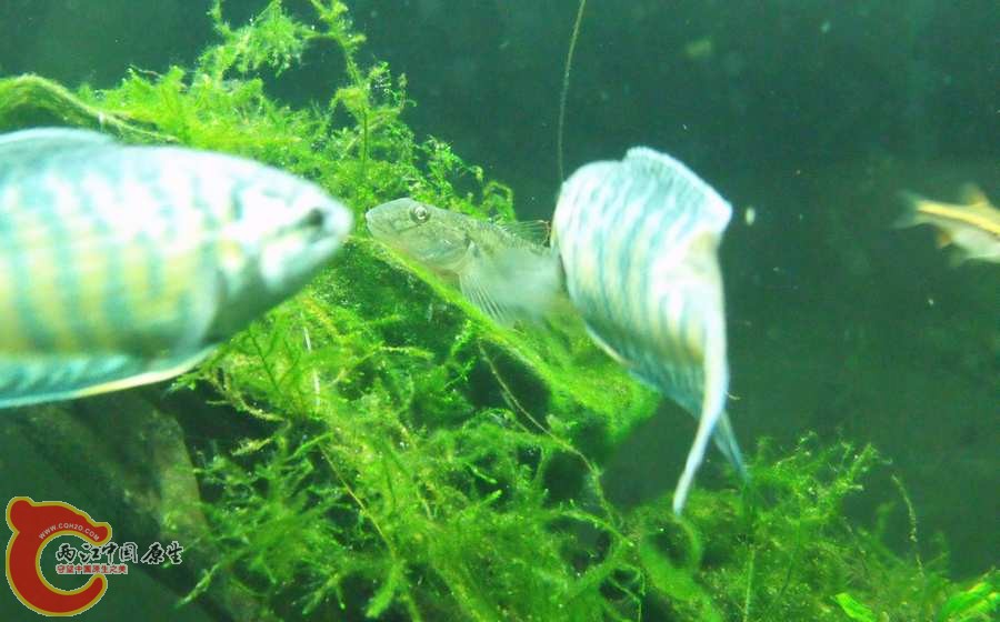 一对二，无所惧