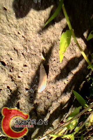 IMG0124A.jpg