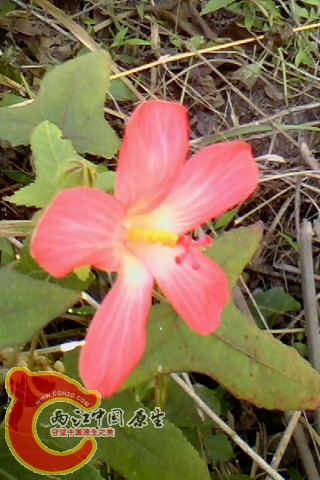 IMG0154A.jpg