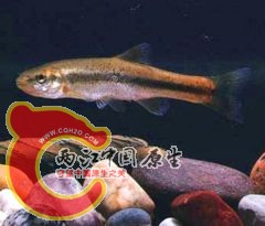 240px-Phoxinus_phoxinus.jpg