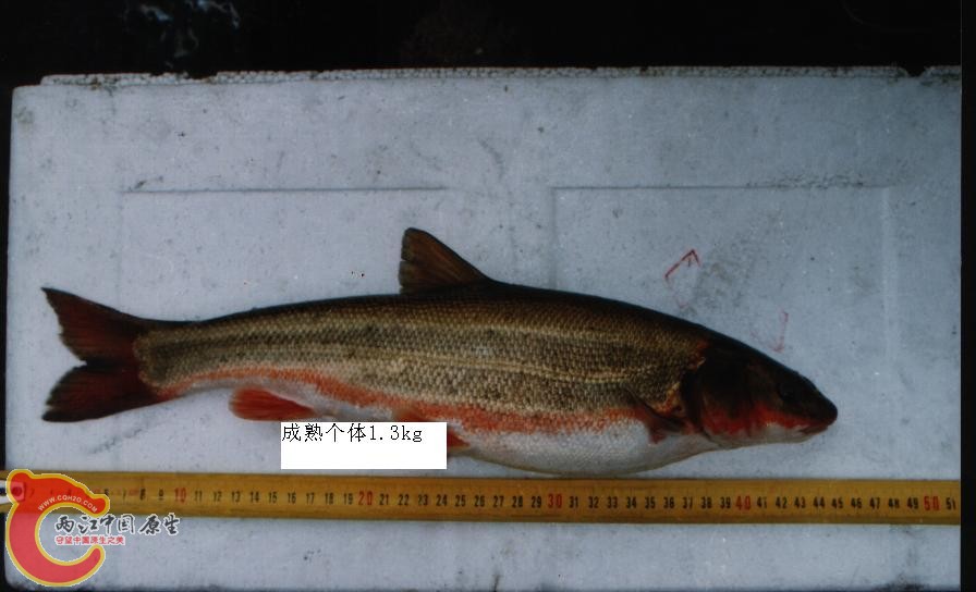 170153952_yuantu.jpg