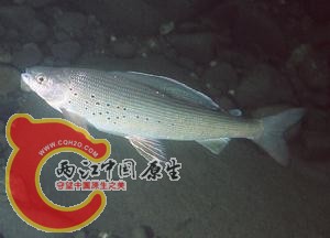 2010021802463017250.jpg