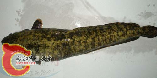 20090120134849468_d.jpg