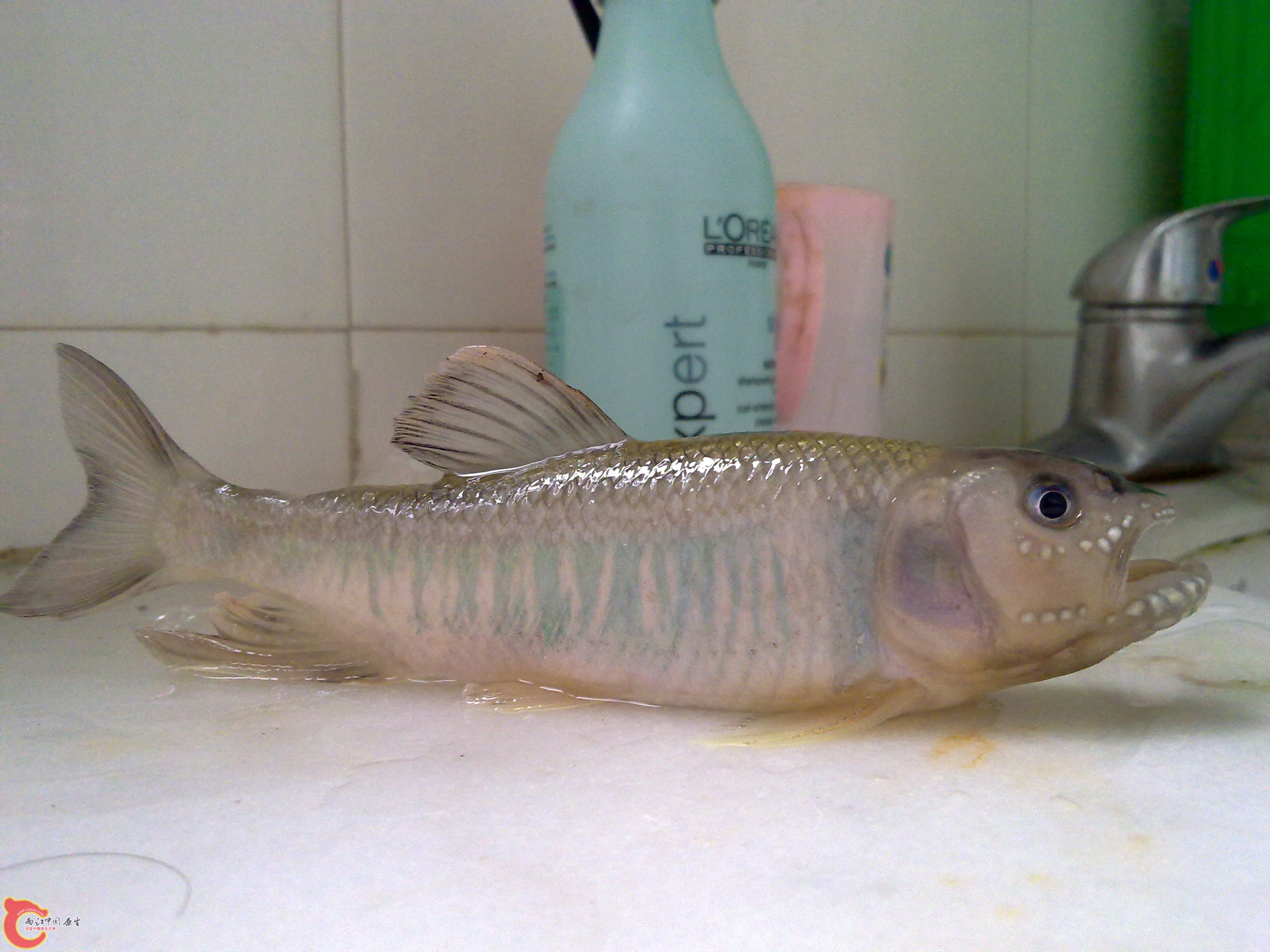 20110217764.jpg