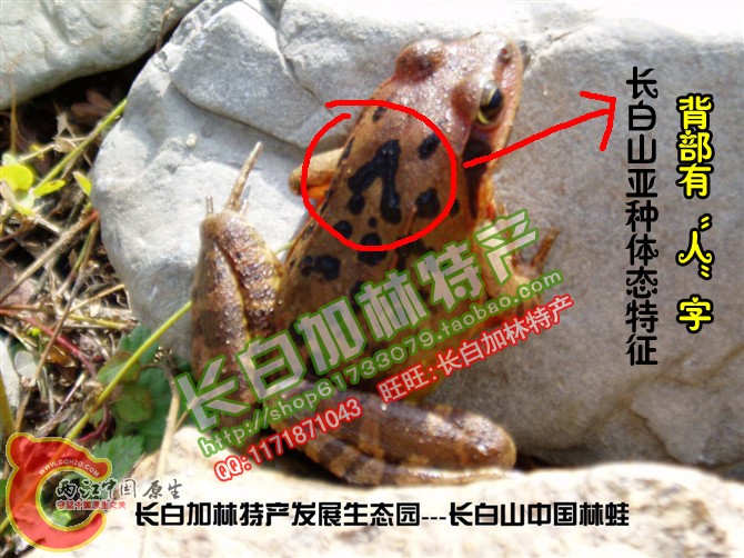 长白山亚种.jpg