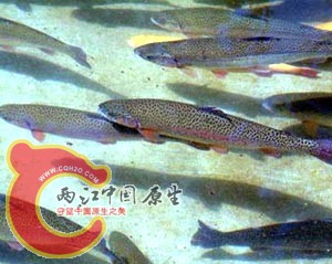 20091291520045423.jpg