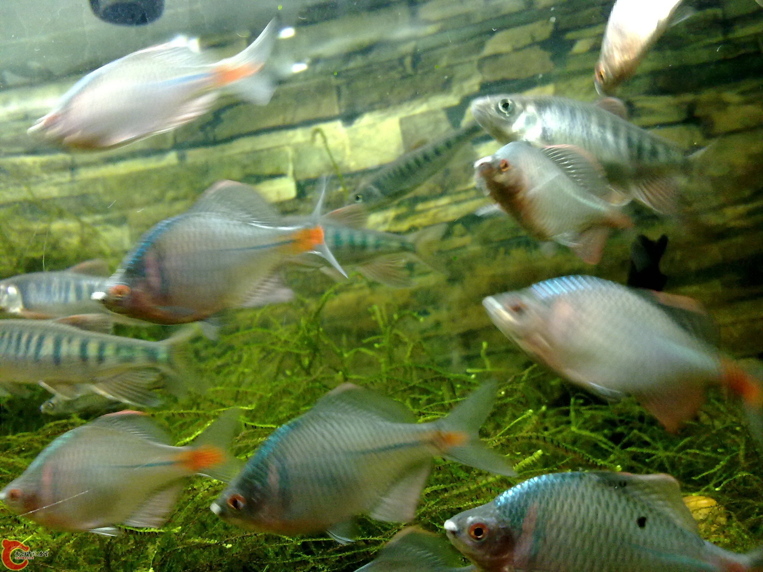 20110219779.jpg