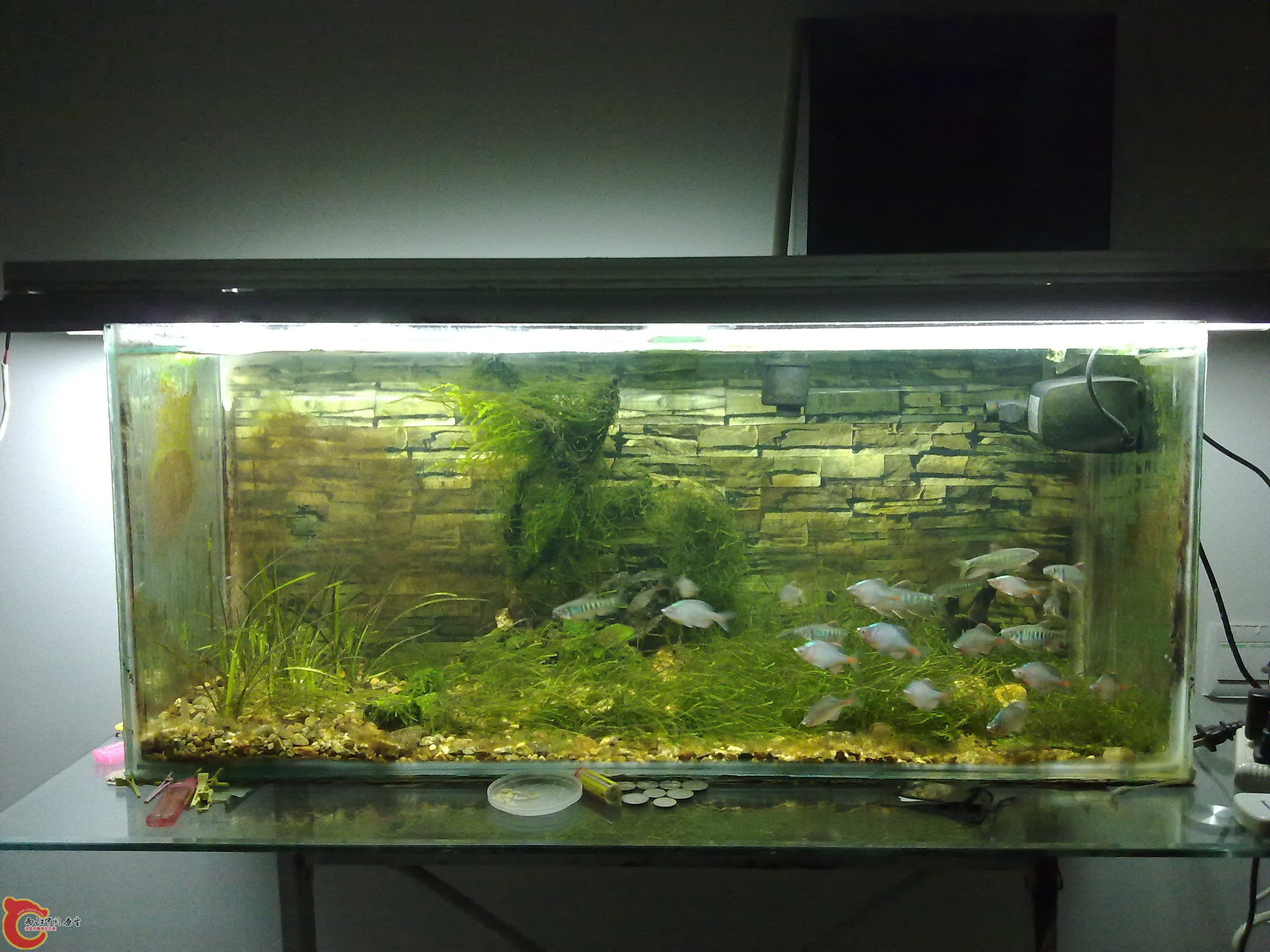 20110219785.jpg