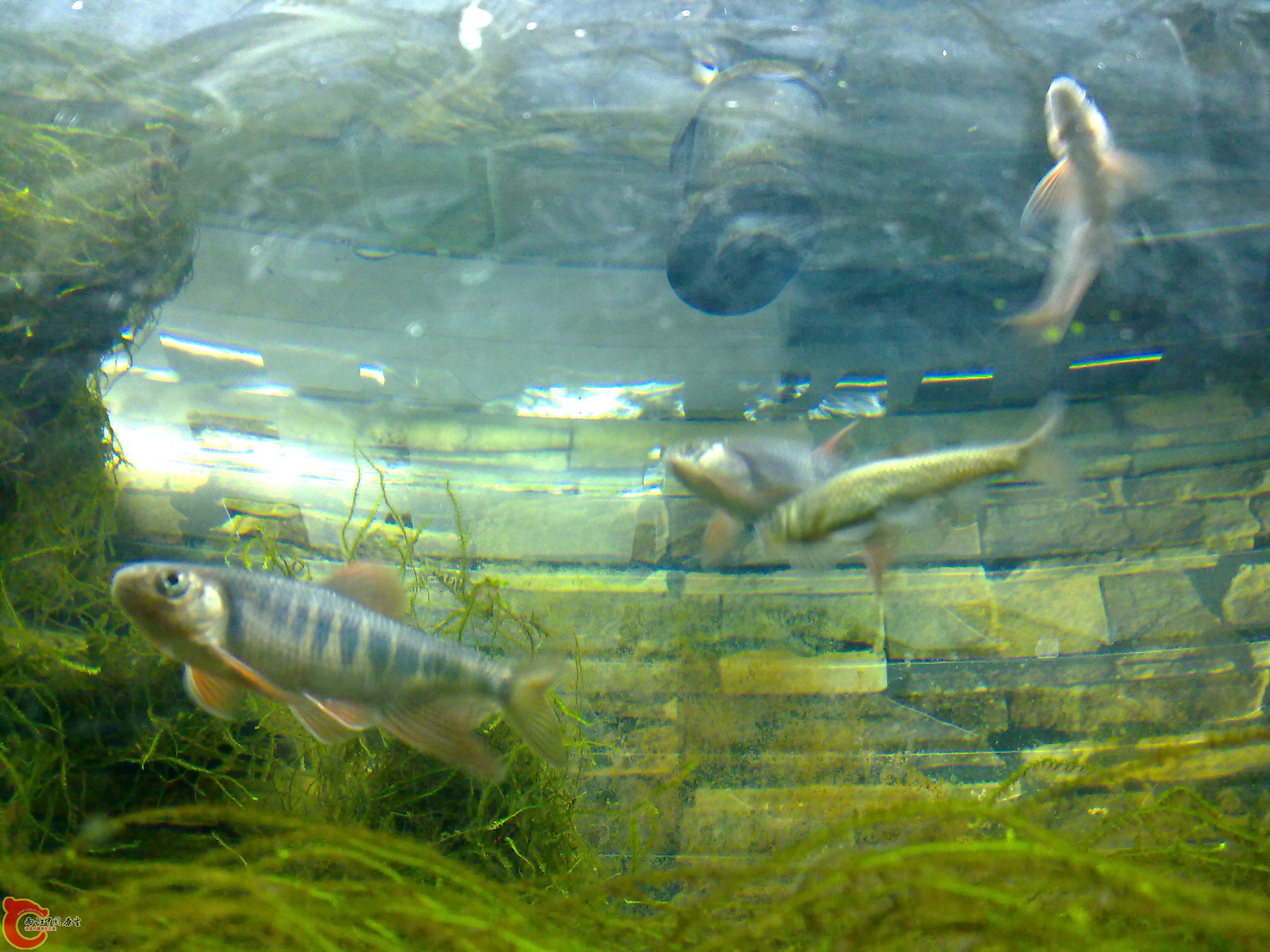 20110219810.jpg