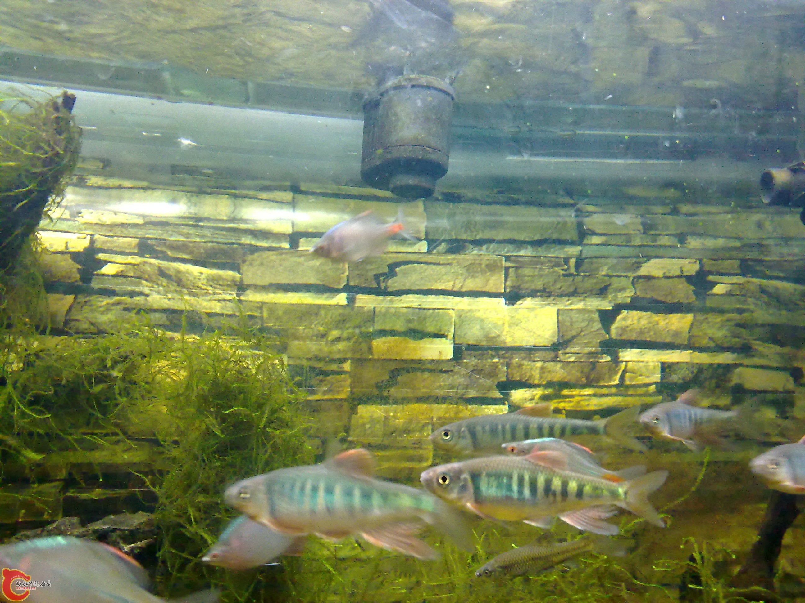 20110219842.jpg
