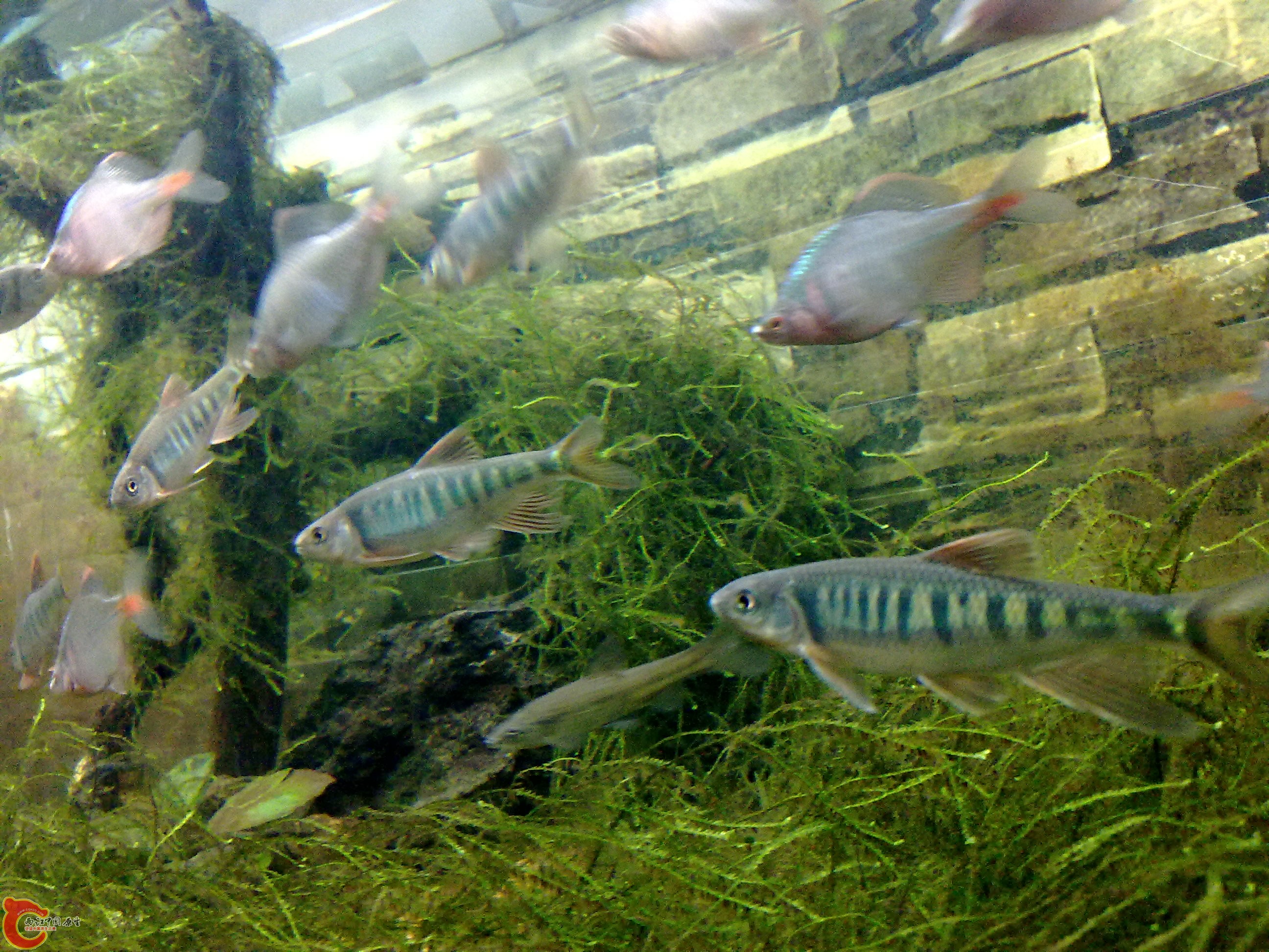 20110219867.jpg