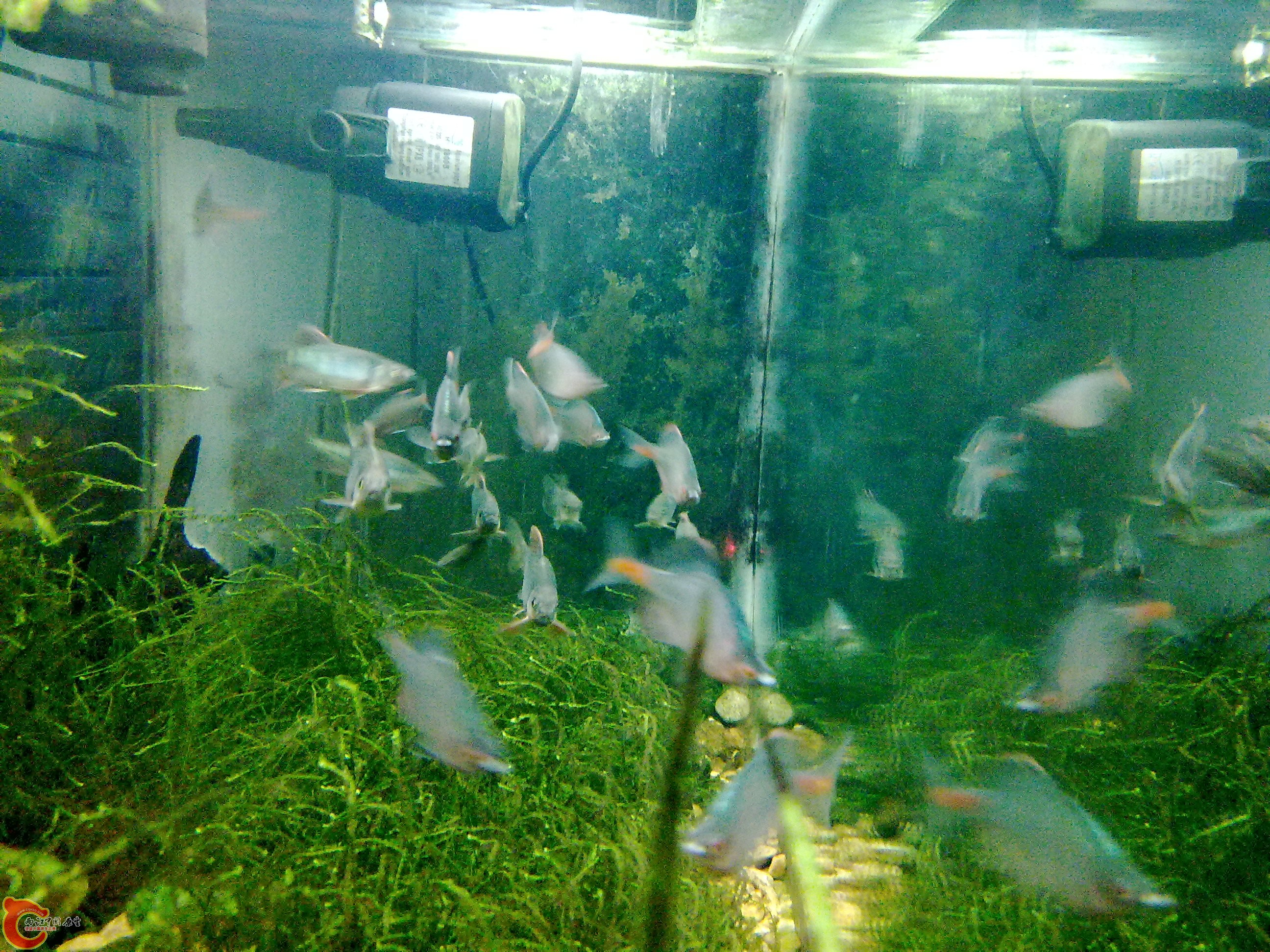 20110219873.jpg