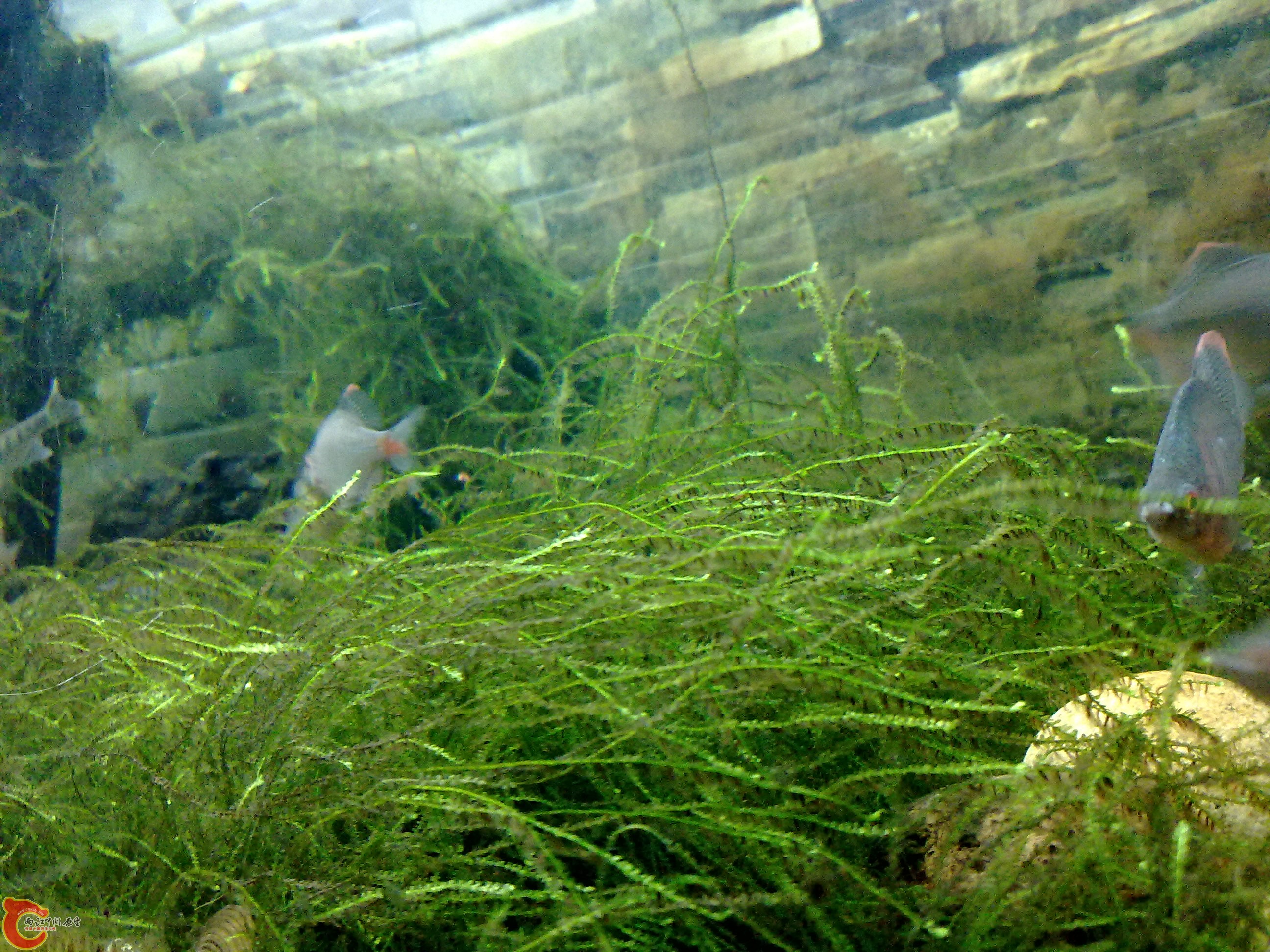 20110219890.jpg