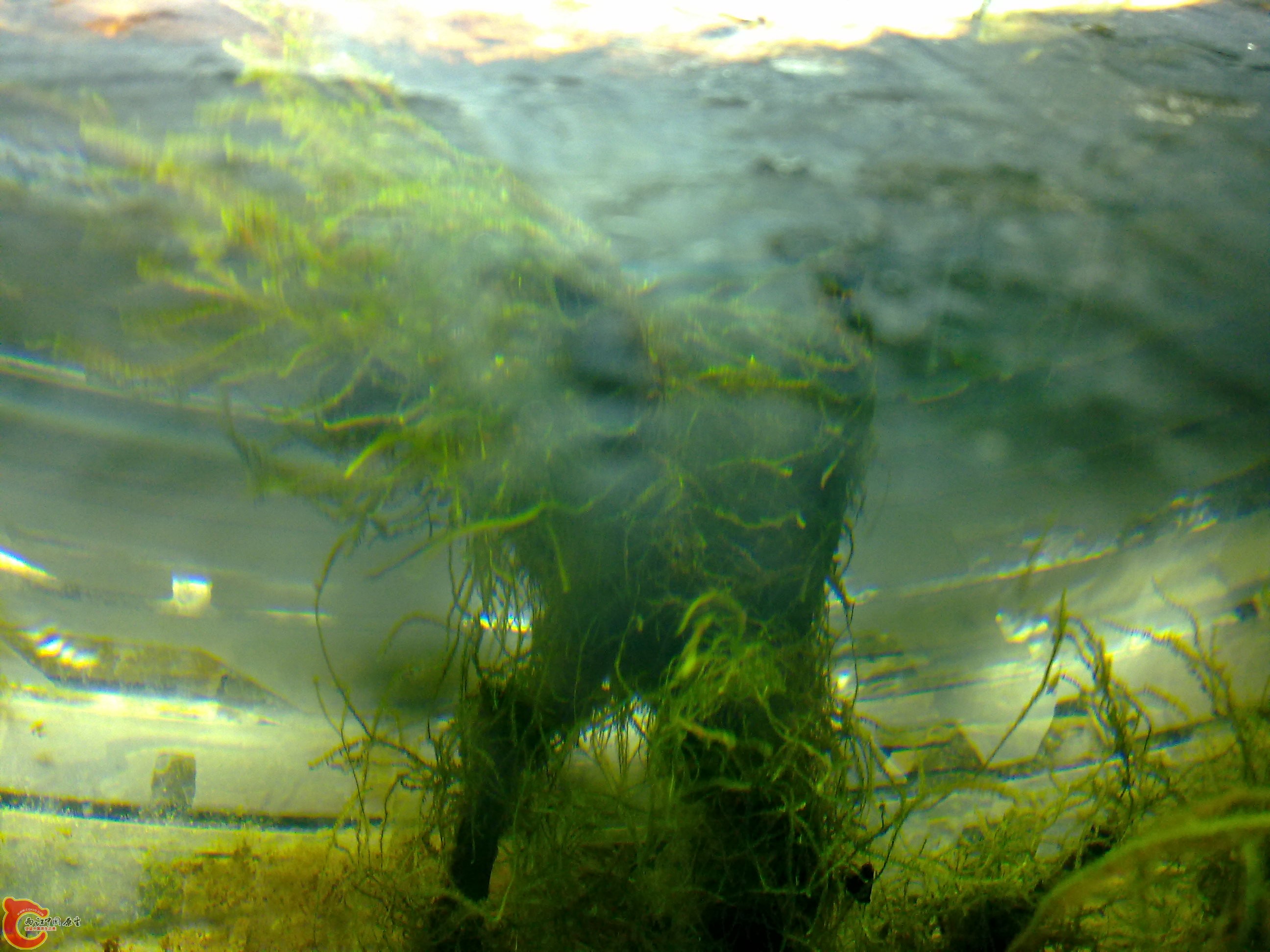 20110219905.jpg