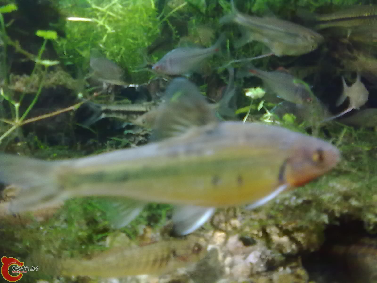 20110220361.jpg