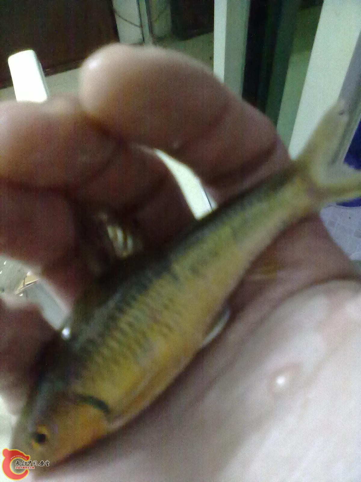 20110220351.jpg