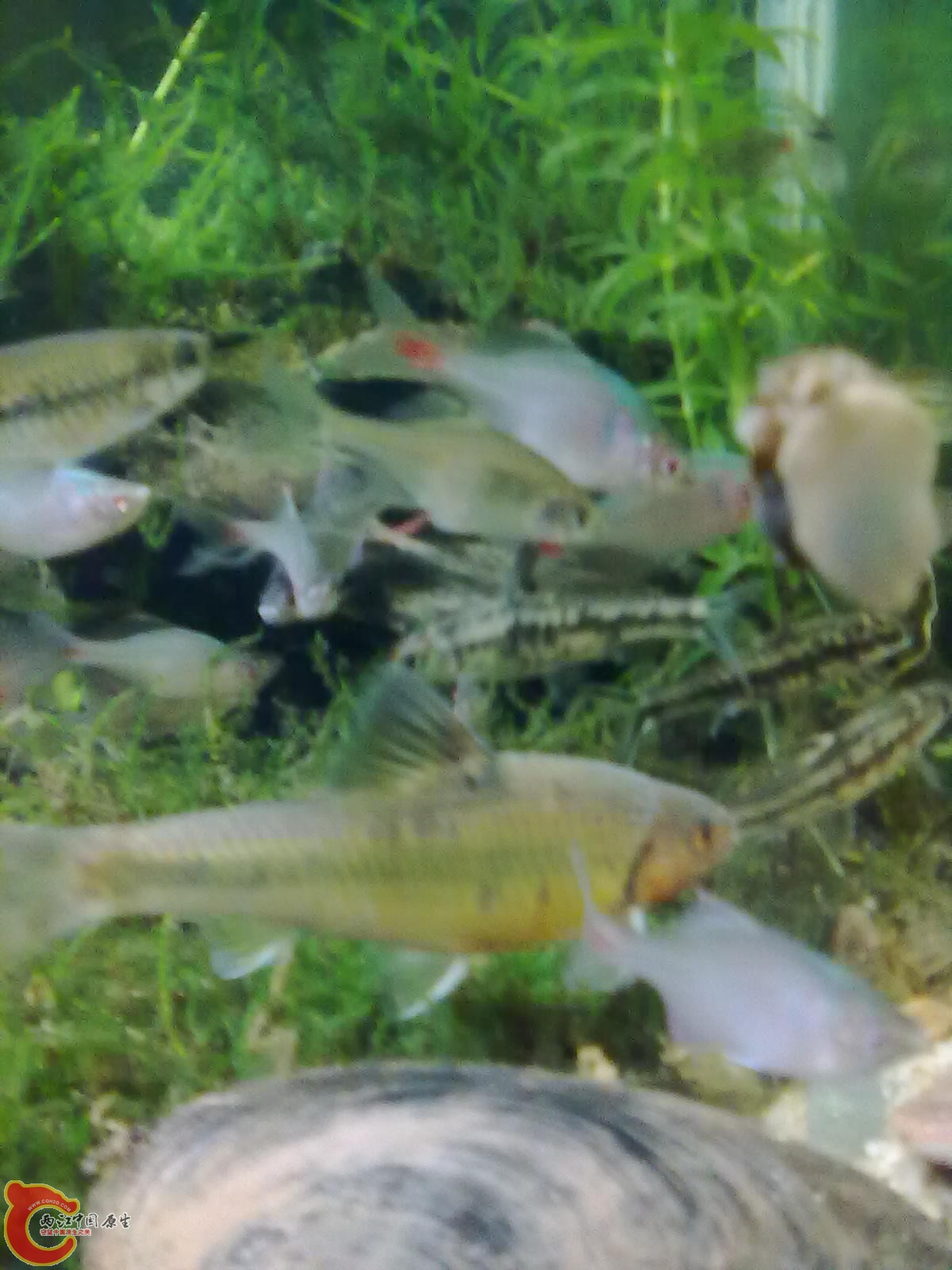 20110220354.jpg